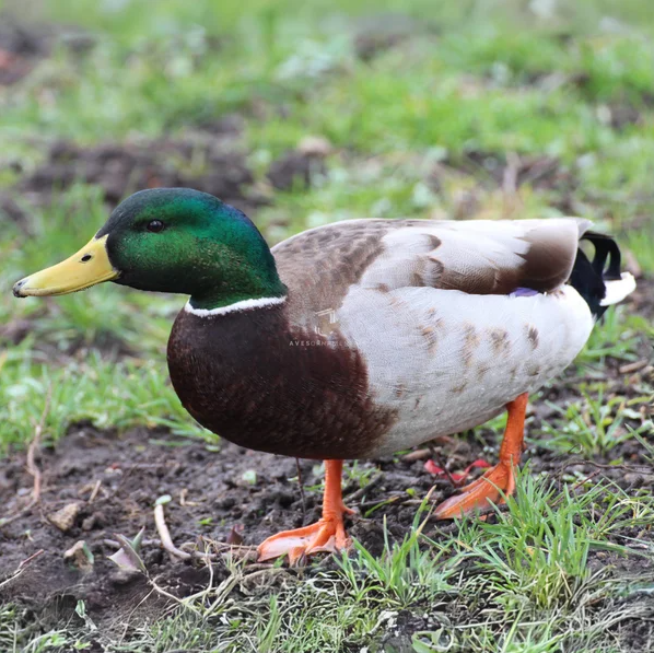 Marreco Mallard com cabeça verde metálica e corpo cinza, em área gramada